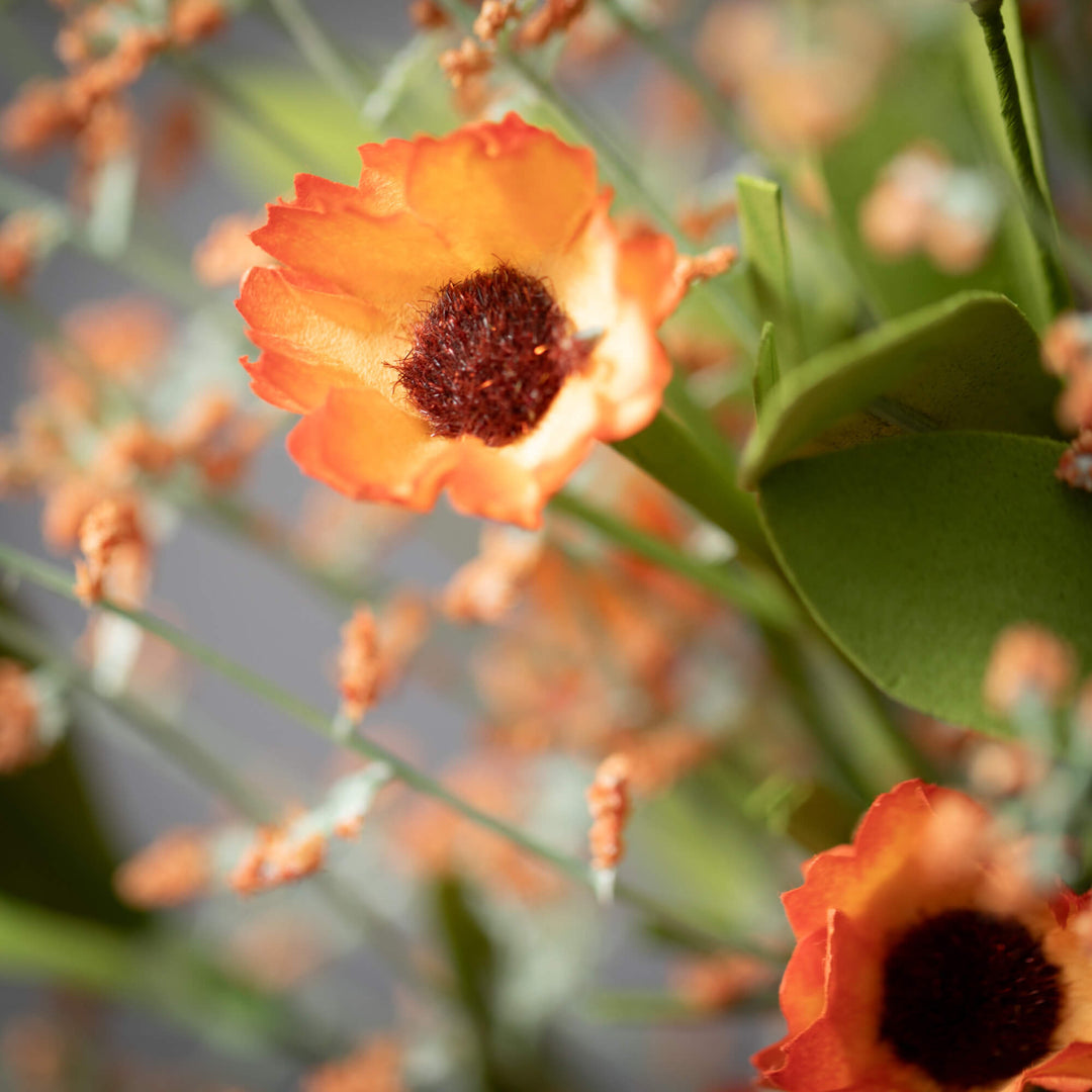 Orange Whispy Daisy Bush