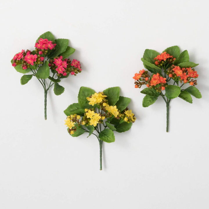 Kalanchoe Bush